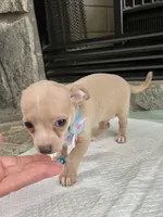 Fawn M, a male Chihuahua for sale in Greenwood, SC – 5 of 9