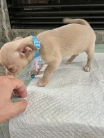 Fawn M, a male Chihuahua for sale in Greenwood, SC – 4 of 9