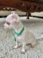 White M, a male Chihuahua for sale in Greenwood, SC – 6 of 10