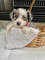 Blue Merle F Toy Aussie, a female Toy Australian Shepherd for sale in Greenwood, SC – 5 of 6