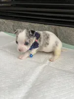 Blue Merle M, a male Chihuahua for sale in Greenwood, SC – 6 of 6
