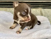 Chocolate Tri LC F, a female Chihuahua for sale in Greenwood, SC – Photo 4 of 8