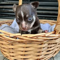 Chocolate Tri LC F, a female Chihuahua for sale in Greenwood, SC – Photo 7 of 8