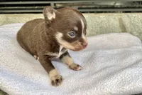 Chocolate Tri LC F, a female Chihuahua for sale in Greenwood, SC – Photo 1 of 8