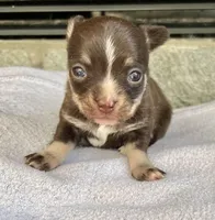 Chocolate Tri LC F, a female Chihuahua for sale in Greenwood, SC – Photo 2 of 8