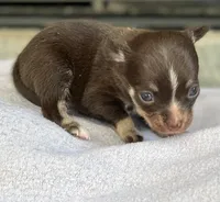 Chocolate Tri LC F, a female Chihuahua for sale in Greenwood, SC – Photo 8 of 8