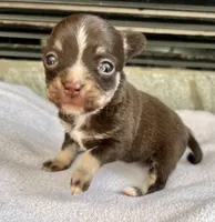 Chocolate Tri LC F, a female Chihuahua for sale in Greenwood, SC – Photo 6 of 8