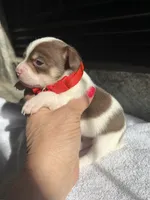 Chocolate and white F, a female Chihuahua for sale in Greenwood, SC – Photo 4 of 4