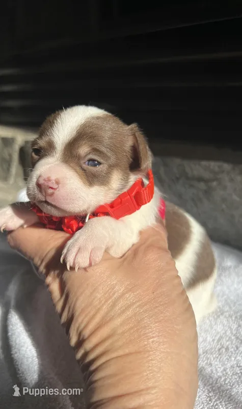 Chocolate and white F, a female Chihuahua for sale in Greenwood, SC – Photo 1 of 4