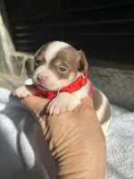 Chocolate and white F, a female Chihuahua for sale in Greenwood, SC – Photo 2 of 4