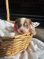 Chocolate and white F, a female Chihuahua for sale in Greenwood, SC – Photo 3 of 4