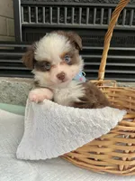 Red Tri Male Toy Aussie 2, a male Toy Australian Shepherd for sale in Greenwood, SC – 1 of 10