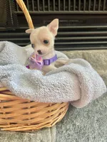 Merle female Tiny, a female Chihuahua for sale in Greenwood, SC – Photo 1 of 6