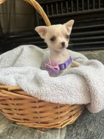 Merle female Tiny, a female Chihuahua for sale in Greenwood, SC – Photo 3 of 6