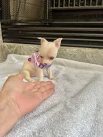 Merle female Tiny, a female Chihuahua for sale in Greenwood, SC – Photo 2 of 6