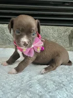 Chocolate F, a female Chihuahua for sale in Greenwood, SC – 3 of 6