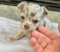 Blue Merle M LC, a male Chihuahua for sale in Greenwood, SC – Photo 3 of 7