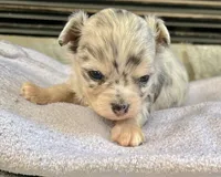 Blue Merle M LC, a male Chihuahua for sale in Greenwood, SC – Photo 6 of 7