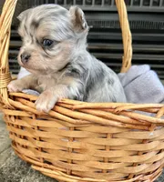 Blue Merle M LC, a male Chihuahua for sale in Greenwood, SC – Photo 5 of 7