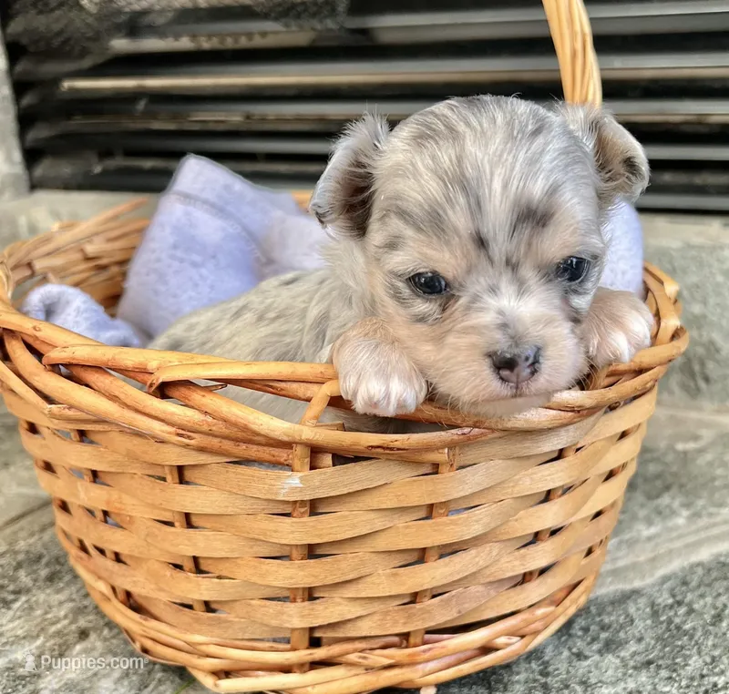 Blue Merle M LC, a male Chihuahua for sale in Greenwood, SC – Photo 1 of 7