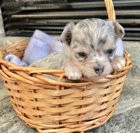Blue Merle M LC, a male Chihuahua for sale in Greenwood, SC – Photo 1 of 7