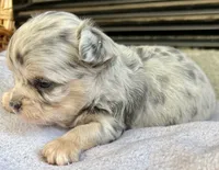 Blue Merle M LC, a male Chihuahua for sale in Greenwood, SC – Photo 4 of 7