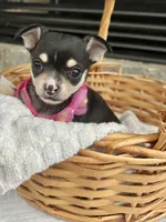 Black Tri smooth coat F, a female Chihuahua for sale in Greenwood, SC – 3 of 4