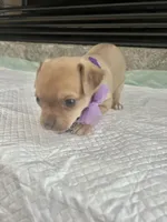 Sable F2, a female Chihuahua for sale in Greenwood, SC – Photo 7 of 10