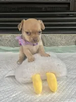 Sable F2, a female Chihuahua for sale in Greenwood, SC – Photo 9 of 10