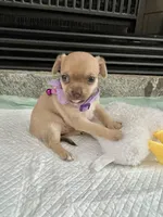 Sable F2, a female Chihuahua for sale in Greenwood, SC – Photo 5 of 10