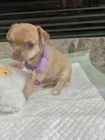 Sable F2, a female Chihuahua for sale in Greenwood, SC – Photo 10 of 10