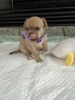 Sable F2, a female Chihuahua for sale in Greenwood, SC – Photo 3 of 10