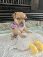 Sable F2, a female Chihuahua for sale in Greenwood, SC – Photo 1 of 10