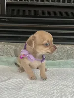 Sable F2, a female Chihuahua for sale in Greenwood, SC – Photo 2 of 10