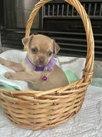 Sable F2, a female Chihuahua for sale in Greenwood, SC – Photo 8 of 10