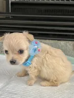Cream long coat M, a male Chihuahua for sale in Greenwood, SC – 2 of 8