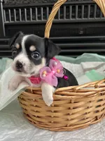 Black Tri F, a female Chihuahua for sale in Greenwood, SC – Photo 6 of 10