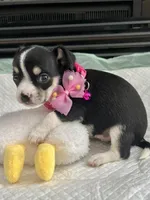 Black Tri F, a female Chihuahua for sale in Greenwood, SC – Photo 3 of 10