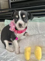 Black Tri F, a female Chihuahua for sale in Greenwood, SC – Photo 8 of 10