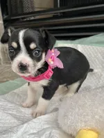 Black Tri F, a female Chihuahua for sale in Greenwood, SC – Photo 4 of 10