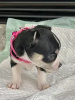 Black Tri F, a female Chihuahua for sale in Greenwood, SC – Photo 2 of 10