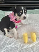 Black Tri F, a female Chihuahua for sale in Greenwood, SC – Photo 5 of 10