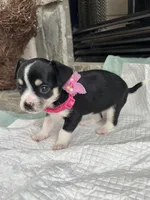 Black Tri F, a female Chihuahua for sale in Greenwood, SC – Photo 7 of 10