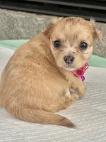 Fawn F long coat, a female Chihuahua for sale in Greenwood, SC – 4 of 7