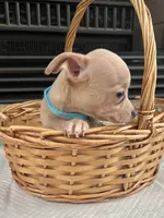 Fawn M, a male Chihuahua for sale in Greenwood, SC – 2 of 9