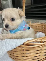 Cream long coat M, a male Chihuahua for sale in Greenwood, SC – 3 of 8