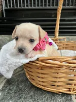 Cream F, a female Chihuahua for sale in Greenwood, SC – 4 of 8