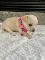 Cream F, a female Chihuahua for sale in Greenwood, SC – 8 of 8