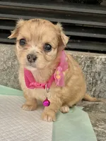 Fawn F long coat, a female Chihuahua for sale in Greenwood, SC – 3 of 7