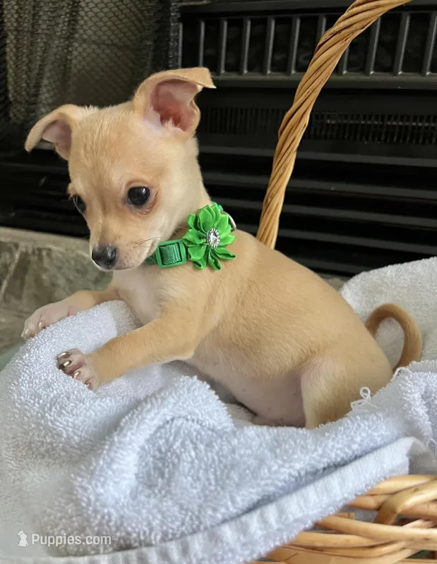 Fawn M, a male Chihuahua for sale in Greenwood, SC – Photo 1 of 7